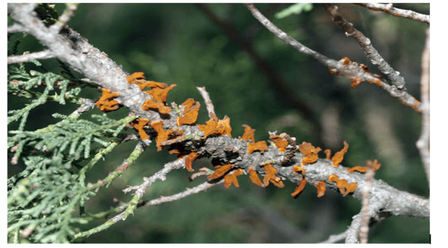 Причины появления оранжевых пятен на листьях груши и эффективные методы борьбы
