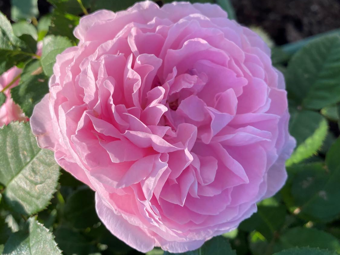 Mary Rose, Austin, 1983, Английские розы