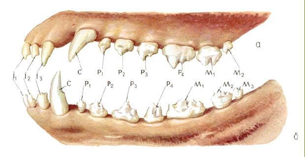 Зубы взрослой собаки