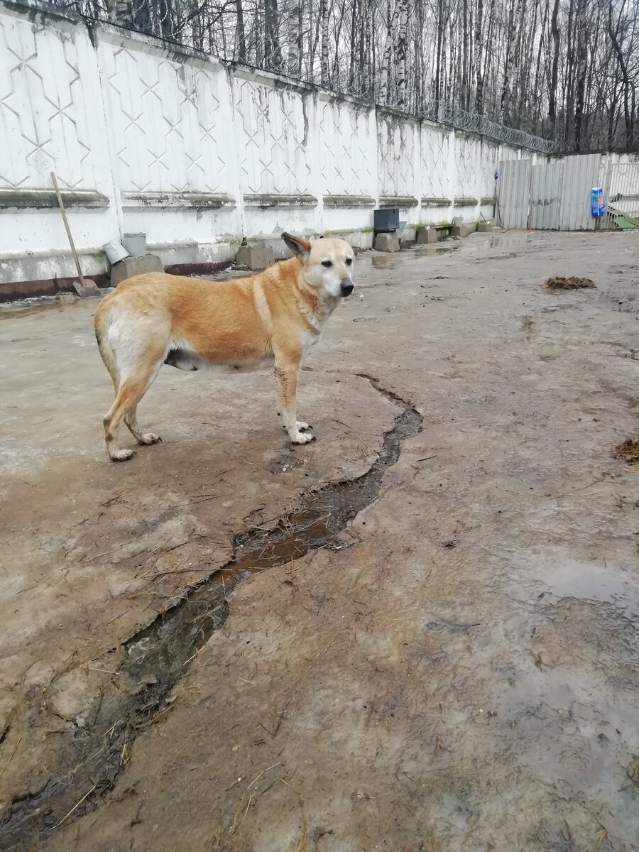 Стефа.  Первый день в ряду. Приют Солнцево