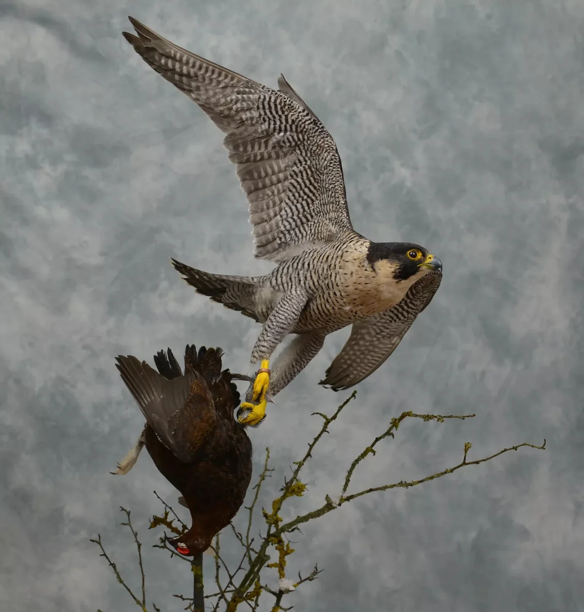 Атакующий сокол. Сапсан Falco peregrinus. Ястреб тетеревятник Сапсан. Хищные птицы Сокол Сапсан. Сокол Сапсан птенец.