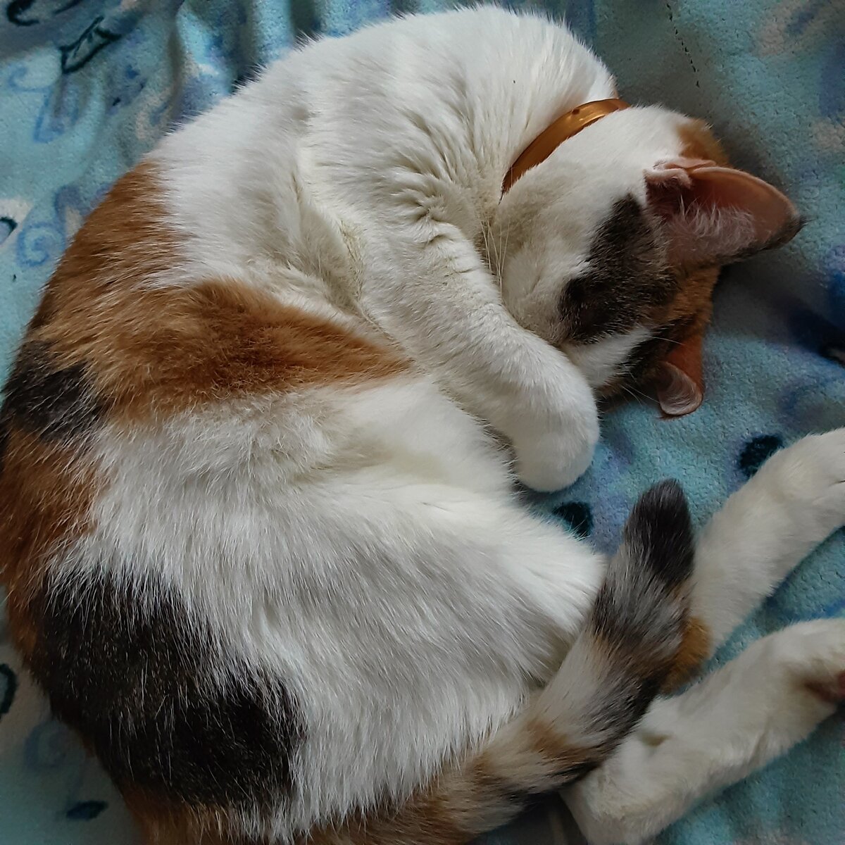 Бася прячет носик-похолодает. (Фото автора)