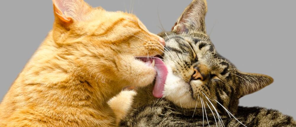 Кошка ластиться. Фото взято из Яндекс-картинки.