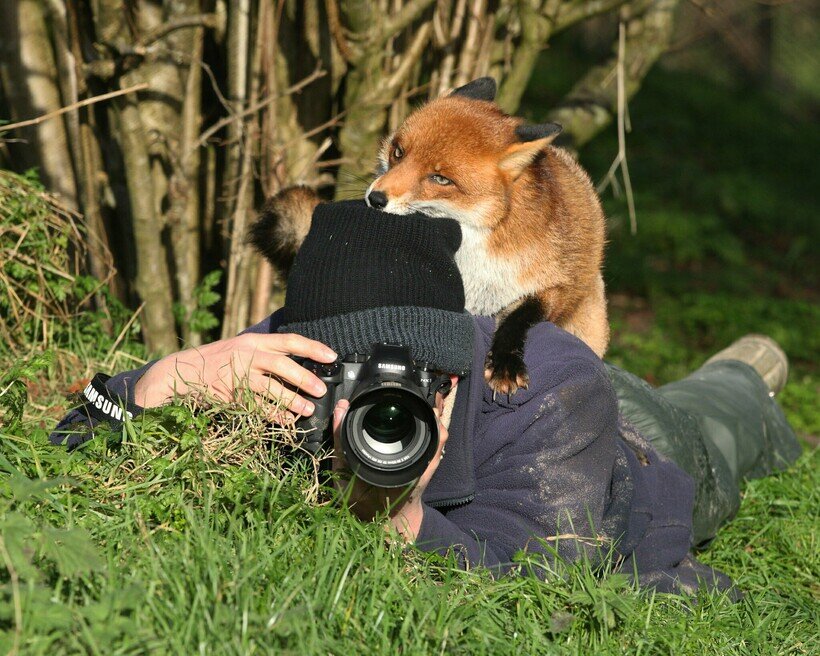 Животное с фотоаппаратом картинка