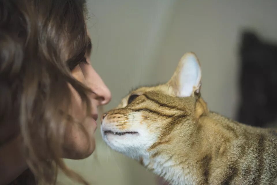 Почему кошка кусает мой подбородок? | ZOO CHANNEL | Дзен