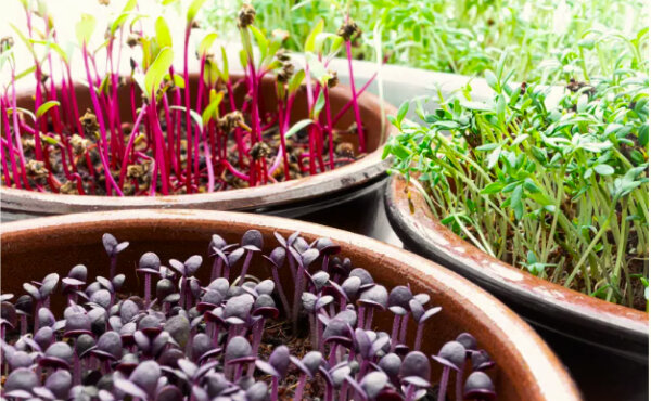 Микрозелень