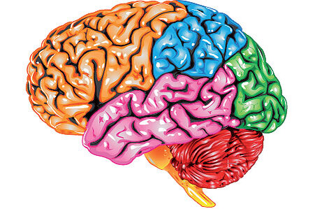 Нет какого-то определенного отдела мозга, в котором находится память человека.