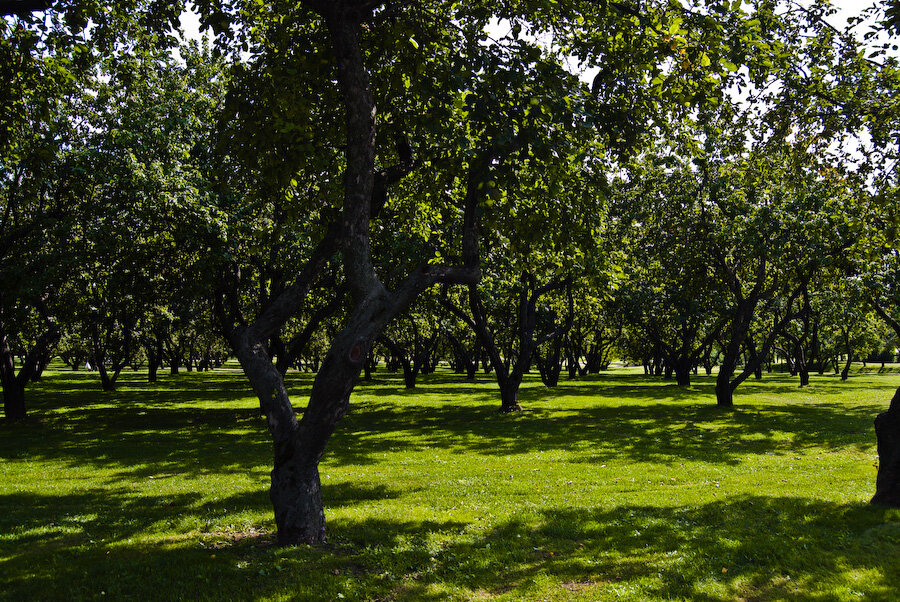 дьяковский яблоневый сад в коломенском. 1 гектар сад яблоневый. коломенское музей-заповедник яблоневый сад. дьяковский яблоневый сад. яблоневый сад бобровка марксовский район.