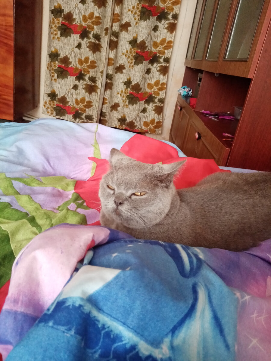 Наверное, нет более избалованного и независимого существа чем кошка. Да это и понятно, она же гуляет сама по себе и делает что хочет. Даже если хозяин так совсем не считает... 