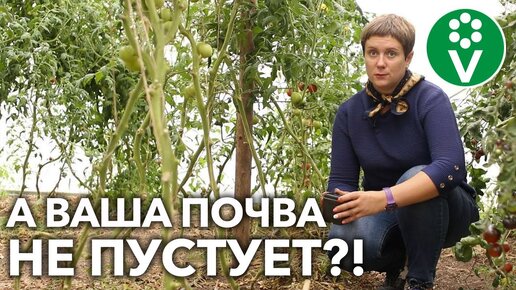 ЧТО ПОСЕЯТЬ ПОСЛЕ ТОМАТОВ НА ГРЯДКЕ ИЛИ В ТЕПЛИЦЕ?!