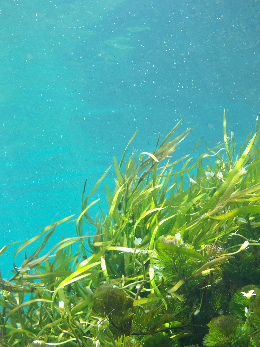 Растения под водой. Зеленые водоросли Chlorophyta. Ламинария зеленая водоросль. Келп водоросли. Микроводоросли Пресноводные.