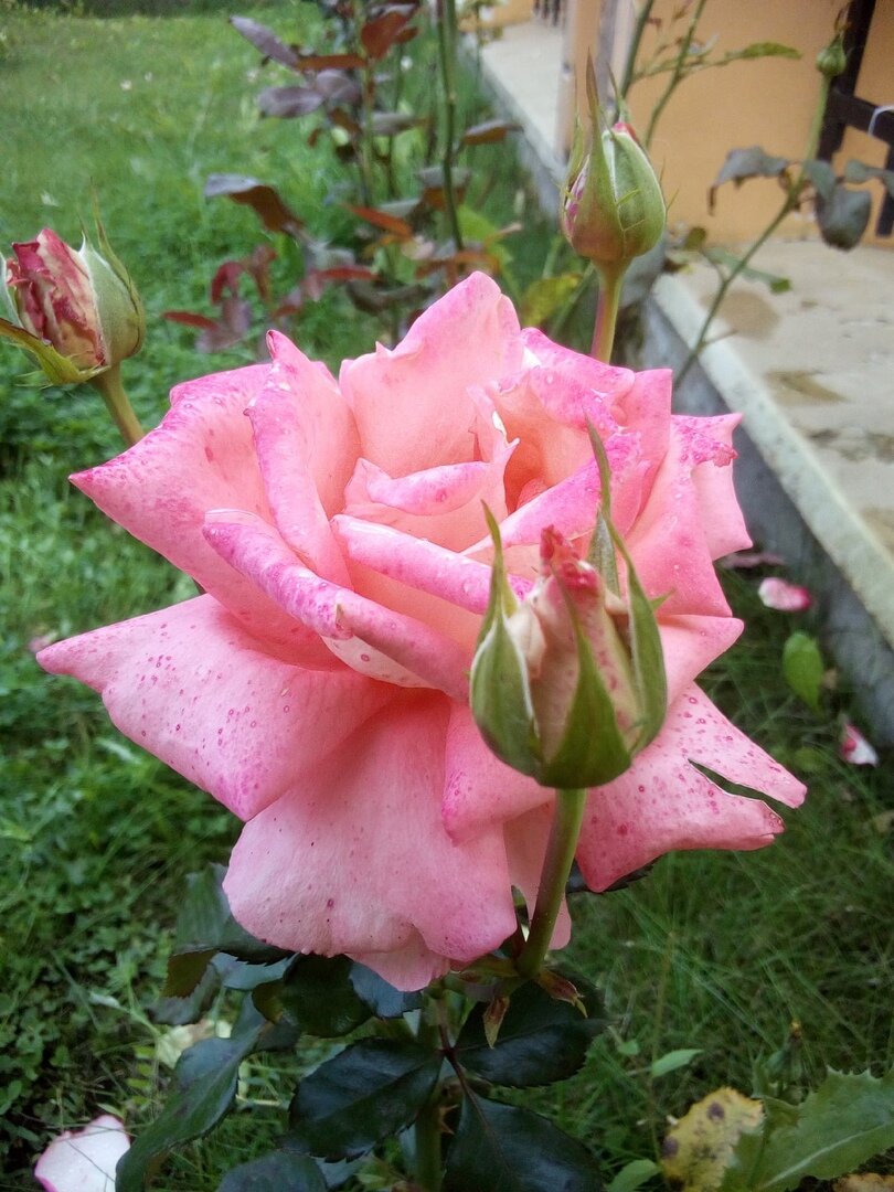 Фото Стихи Поэта