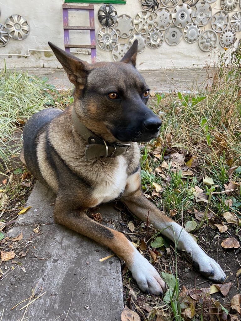 СтЕпичка просто лежит грустненький.