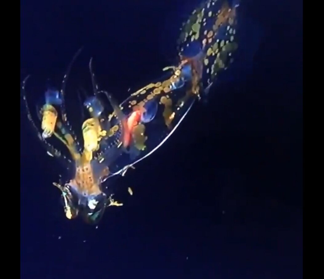 Источник: Schmidt Ocean Institute 