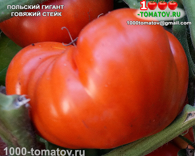 Томат  Польский гигантский говяжий стейк Polish Giant Beefsteak фото 1