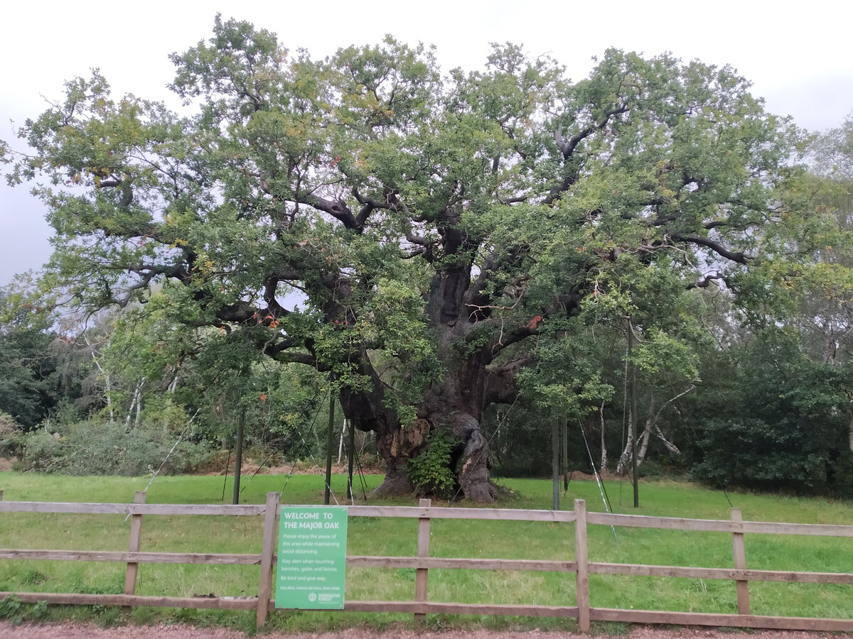 Major Oak - ему 1000 лет!