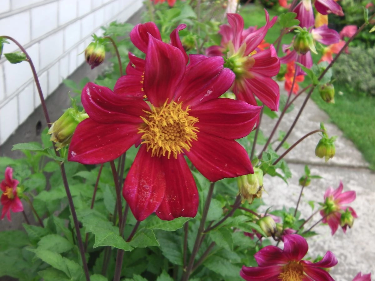 Однолетние георгины. Фото автора 