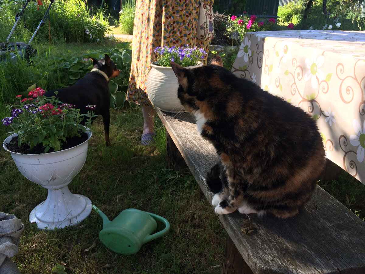 Василиса и Герда. Вася Герду знает с рождения и не боится, но и не подходит близко. Фото автора
