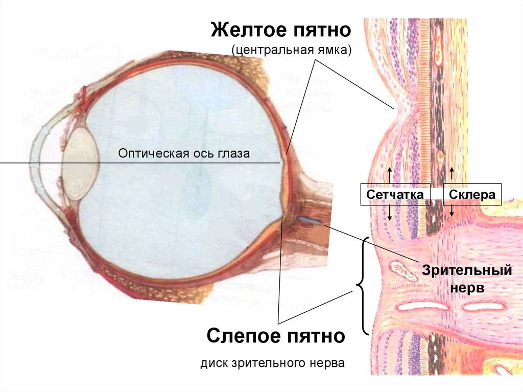 Схема глаза слепое пятно