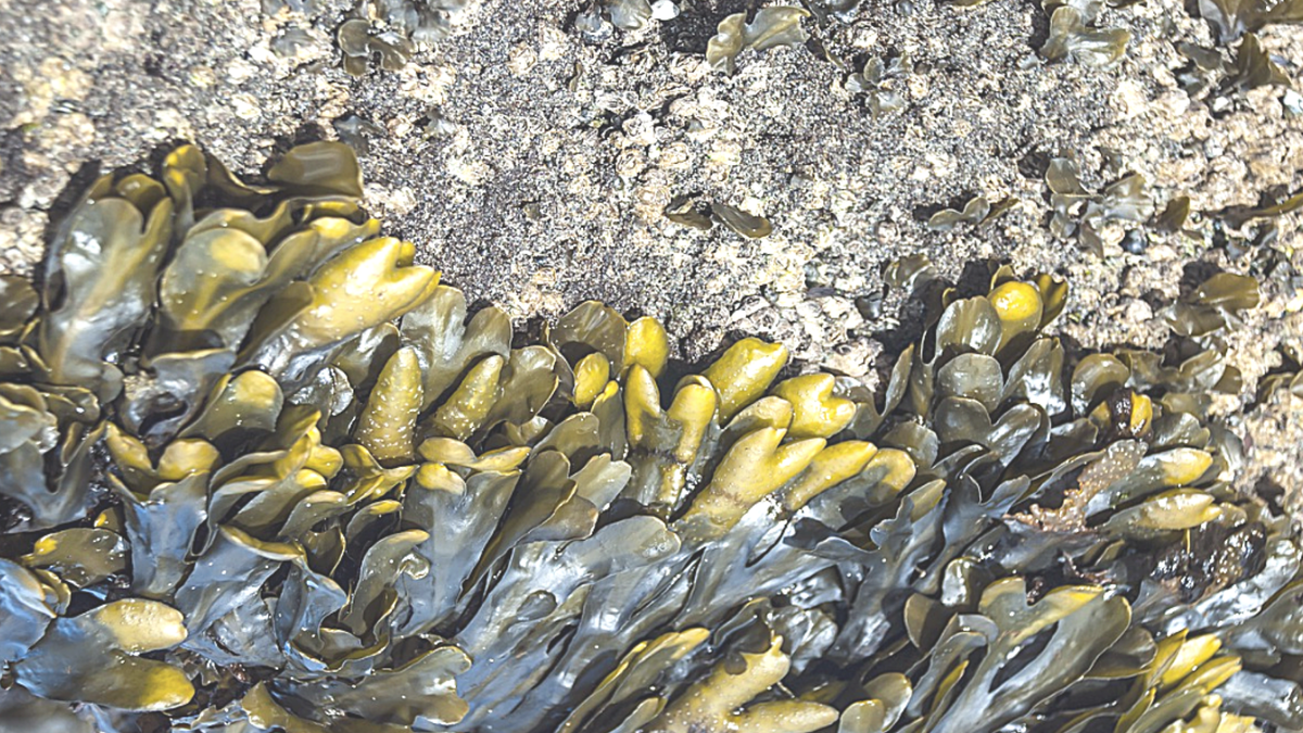 Морские водоросли - это ценный источник йода, микроэлементов, витаминов, альгинатов и других полезных вашему организму веществ.