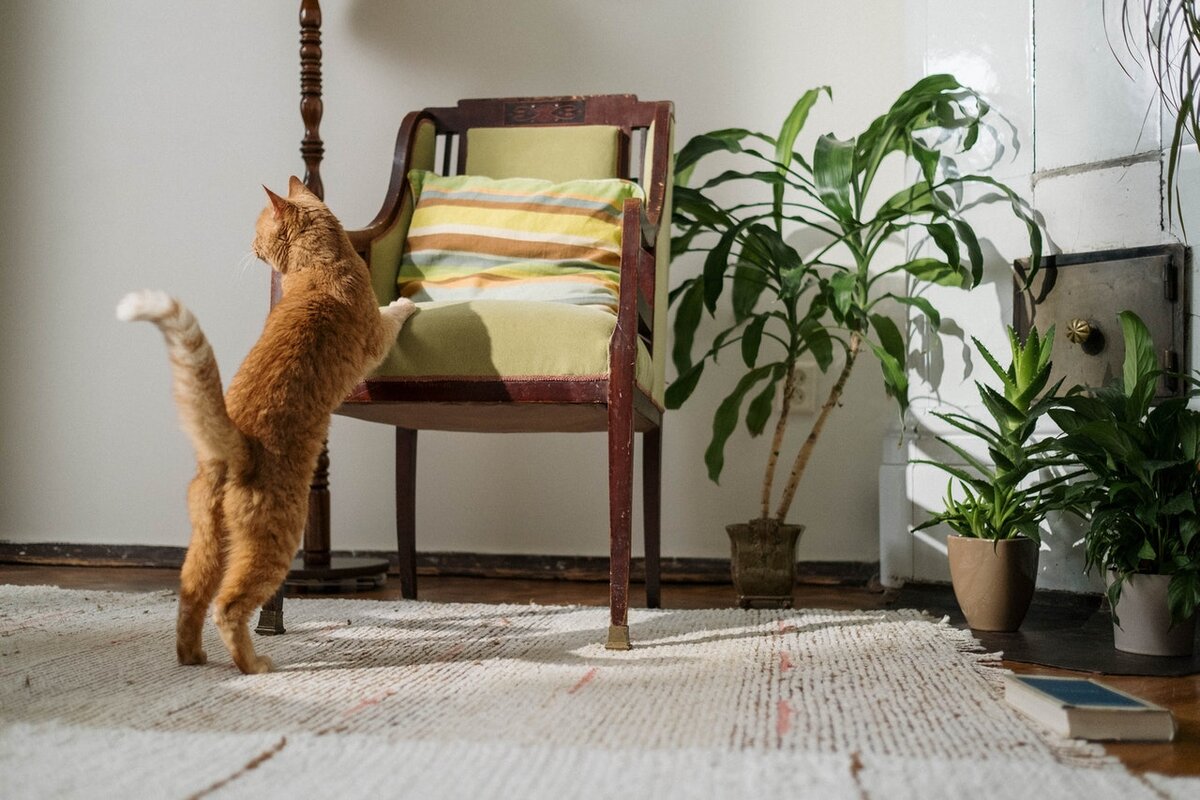 Котики часто просто обожают “обновлять” интерьер - когтят обои, диваны, кресла или даже ножку стола.

Можно ли отучить питомца царапать мебель? Разберёмся!