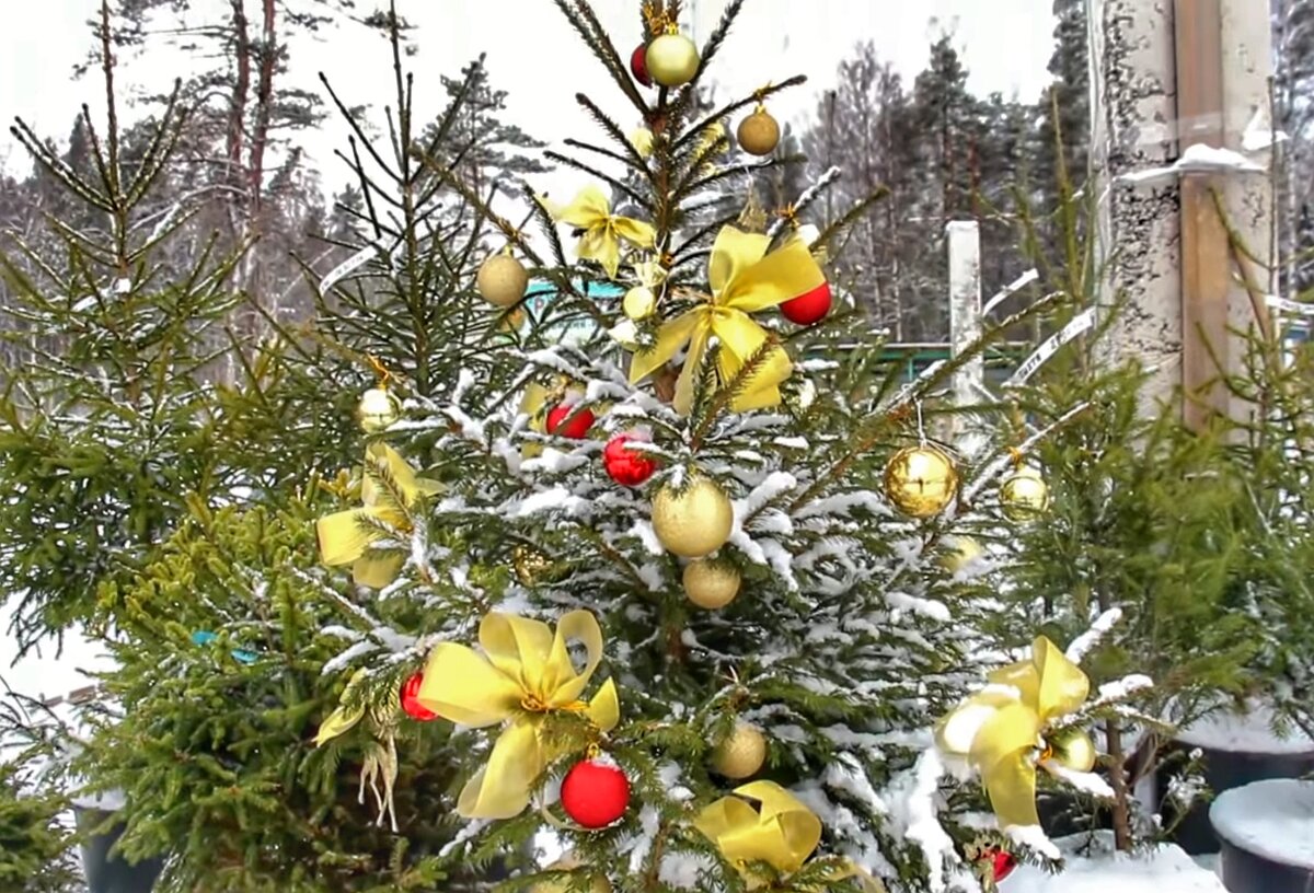 На Новый год покупаю живую елку в горшке, а потом пересаживаю в открытый  грунт. Рассказываю, почему я так делаю | Дачные прелести | Дзен