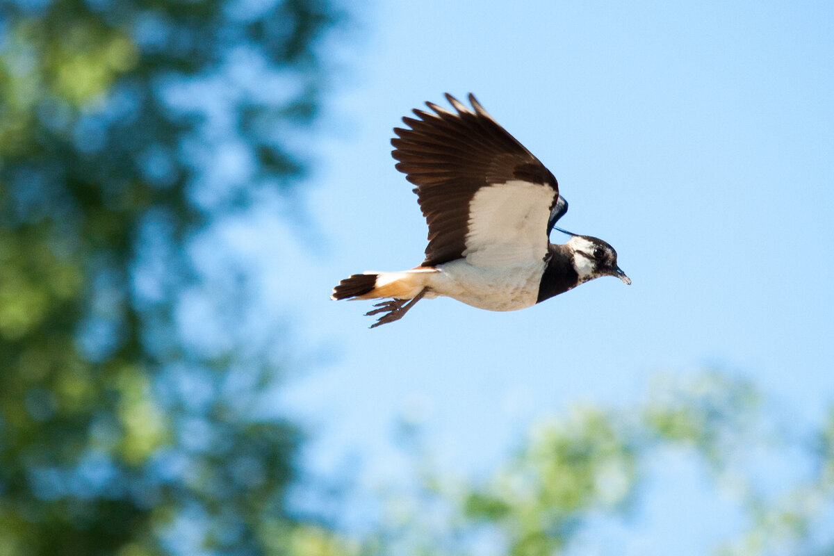 Чибис (самка) в полете. Фото автора