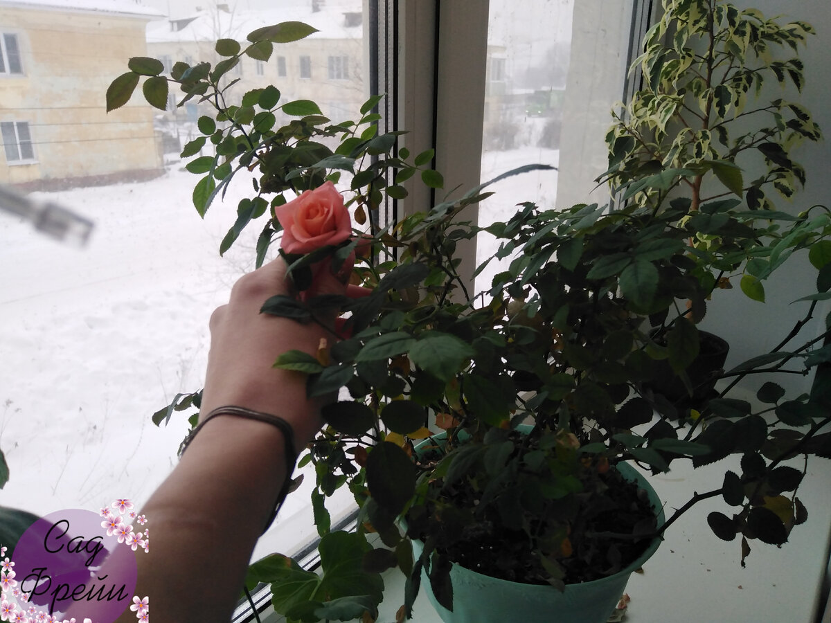 Периодически пытается цвести, глупышка