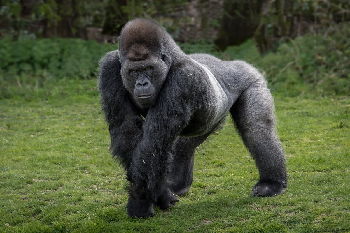 Silverback Gorilla