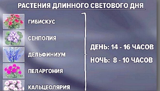 Моей пеларгонии обеспечиваю ночную фазу  8 часов. Дневная фаза - 16 часов соответственно.