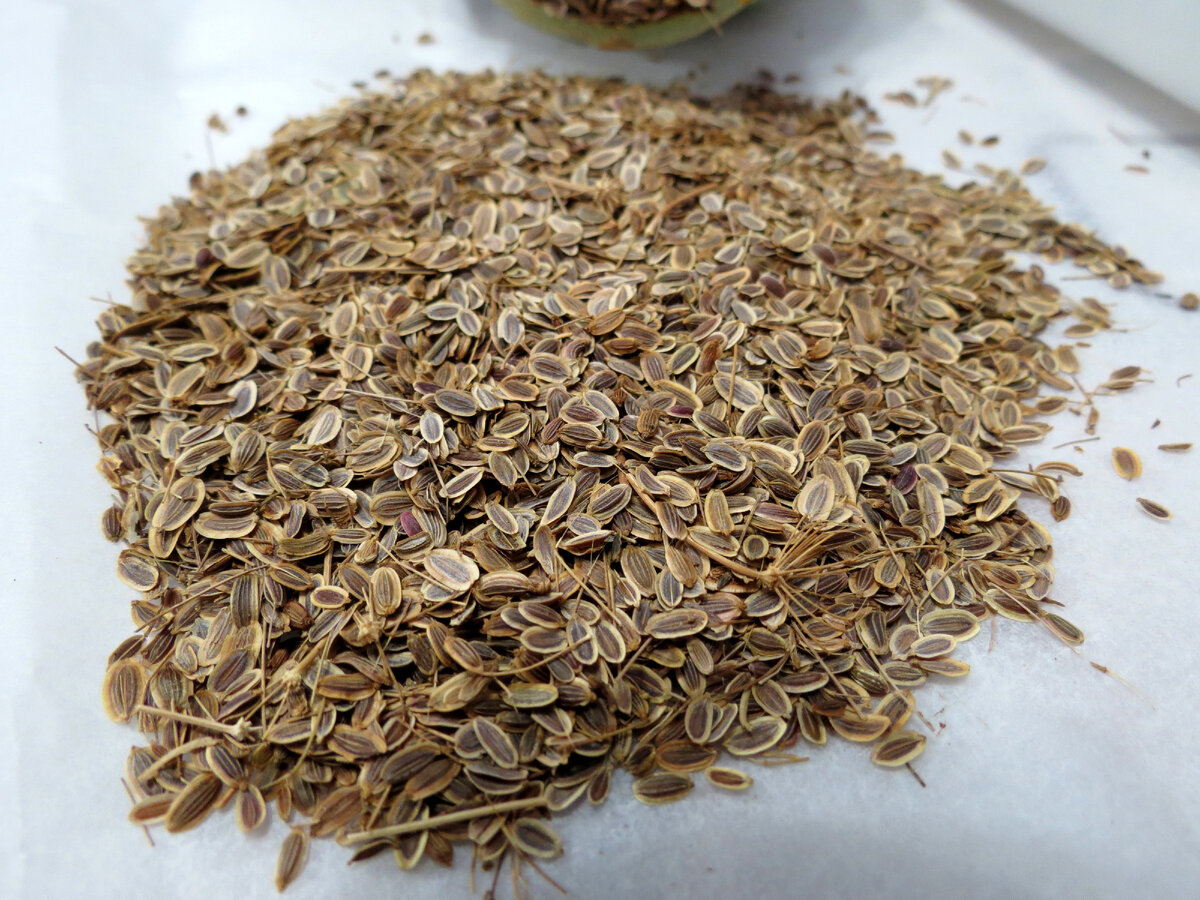 Семена укропа. 