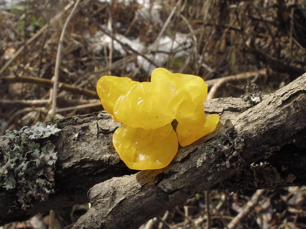 Весенняя дрожалка - как мармеладный бантик! (фото Наталии Детиновой)