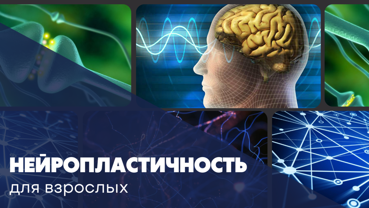 Нейропластичность — свойство человеческого мозга, заключающееся в возможности изменяться под действием опыта, а также восстанавливать утраченные связи