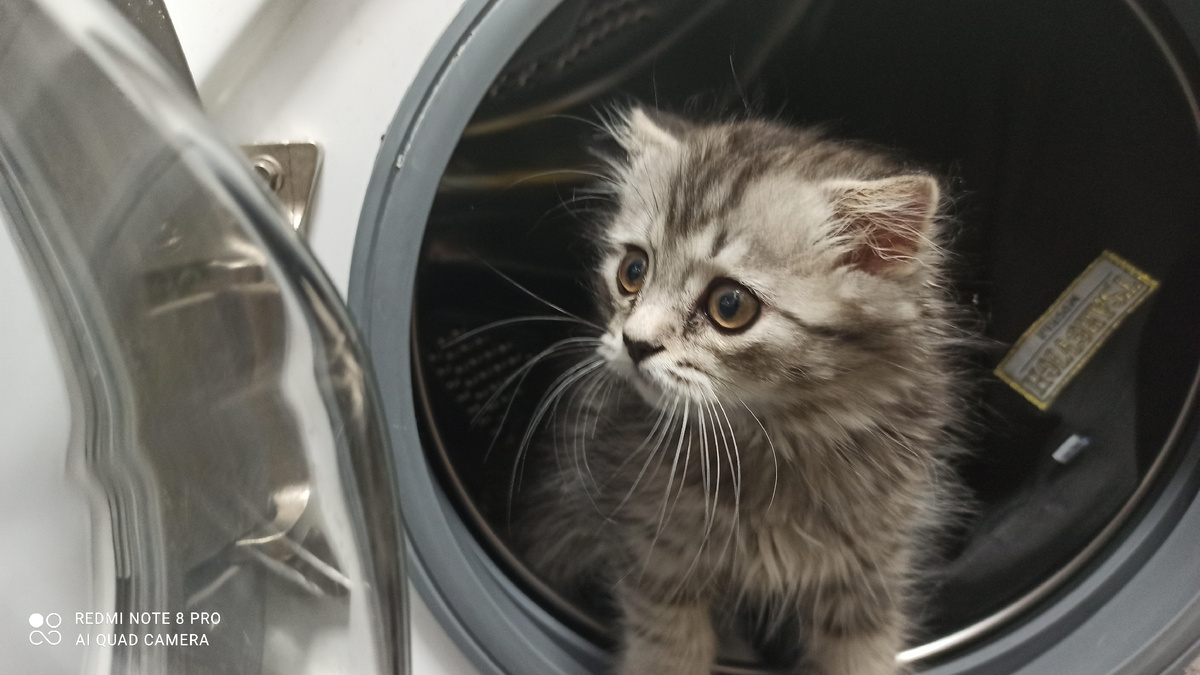 По хозяйству помогает))) 