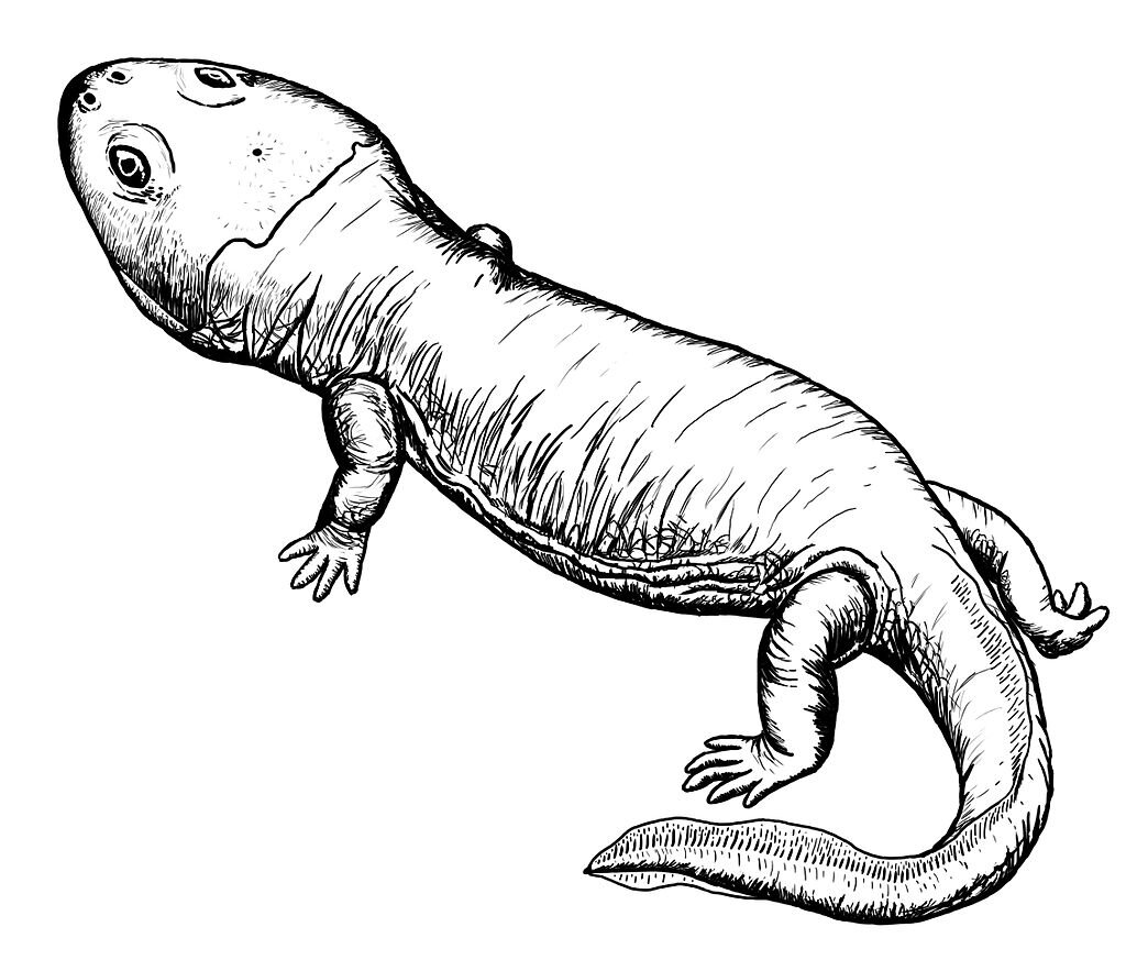 Модель банкиопса