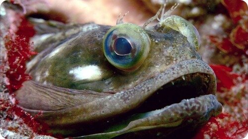 Этот устрашающего вида морской хищник (лат. Neoclinus blanchardi) – представитель семейства хенопсиевых, или щучьих морских собачек.-2