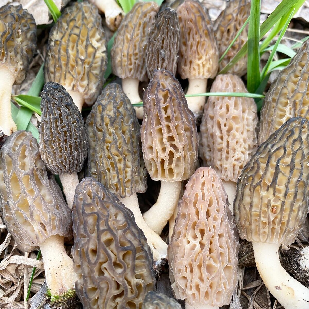 Сморчо́к кони́ческий (Morchella conica).