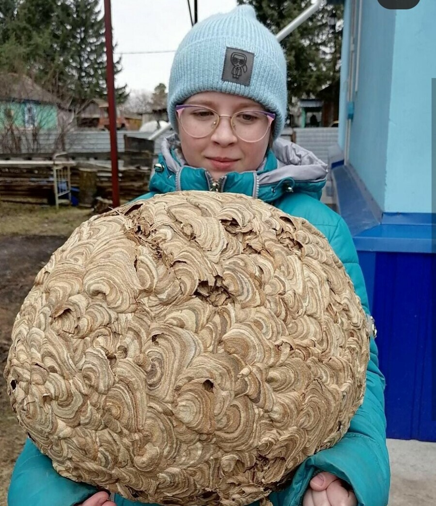 В Амурской области обнаружено гнездо шершней невероятных размеров | Amur  life | Дзен