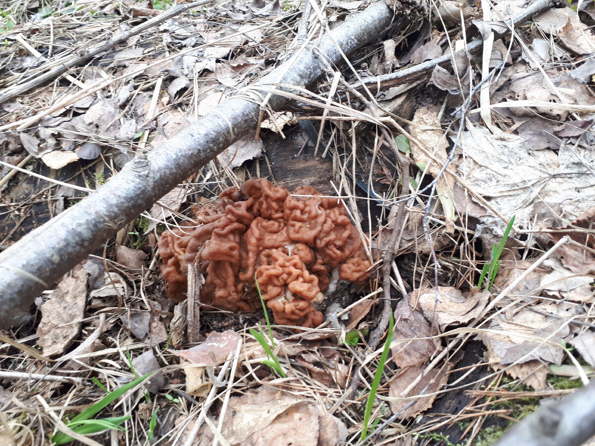 Сморчки грибы 