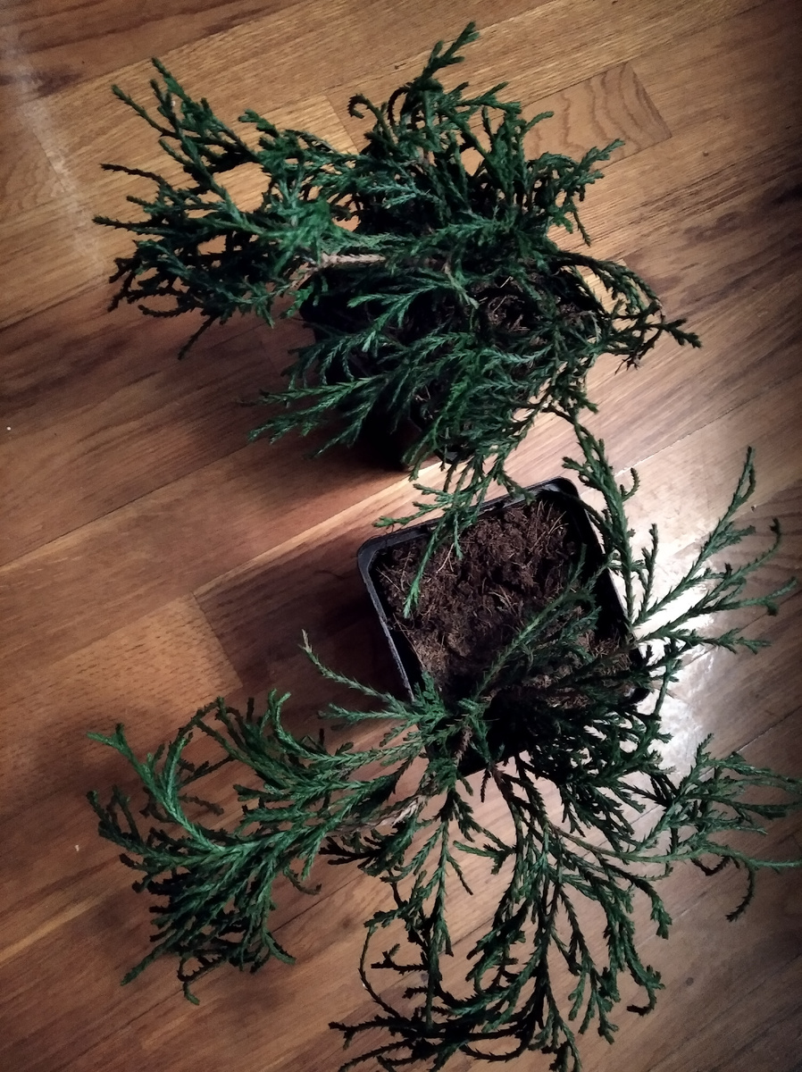 Можжевельник Арнольд