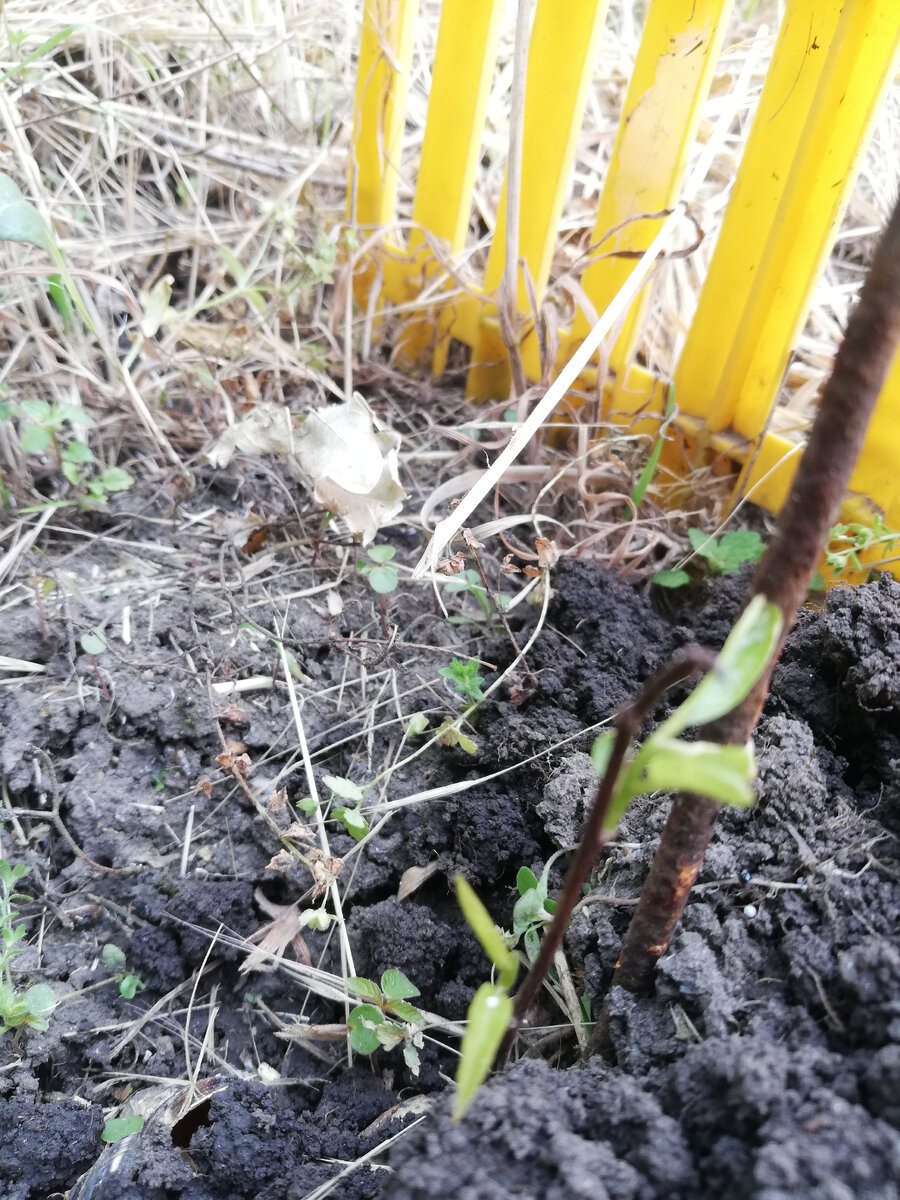 фото плохого качества, побег очень тоненький, высотой всего 10 см, камера никак не хочет наводить на резкость 