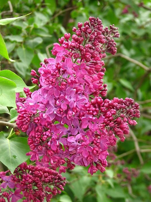 Syringa vulgaris ‘Pamięć o Wawiłowie’