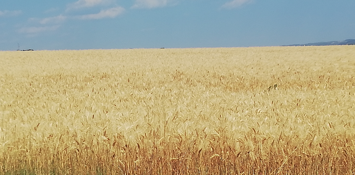 Фотография сделана мной (Поле пшеничное) 