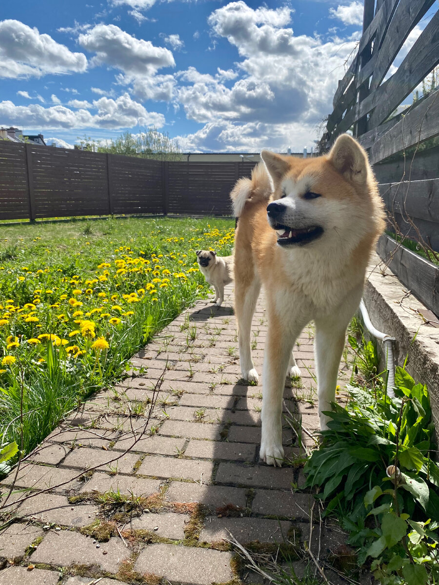 Акита-ину по кличке Дайкири, 1 год