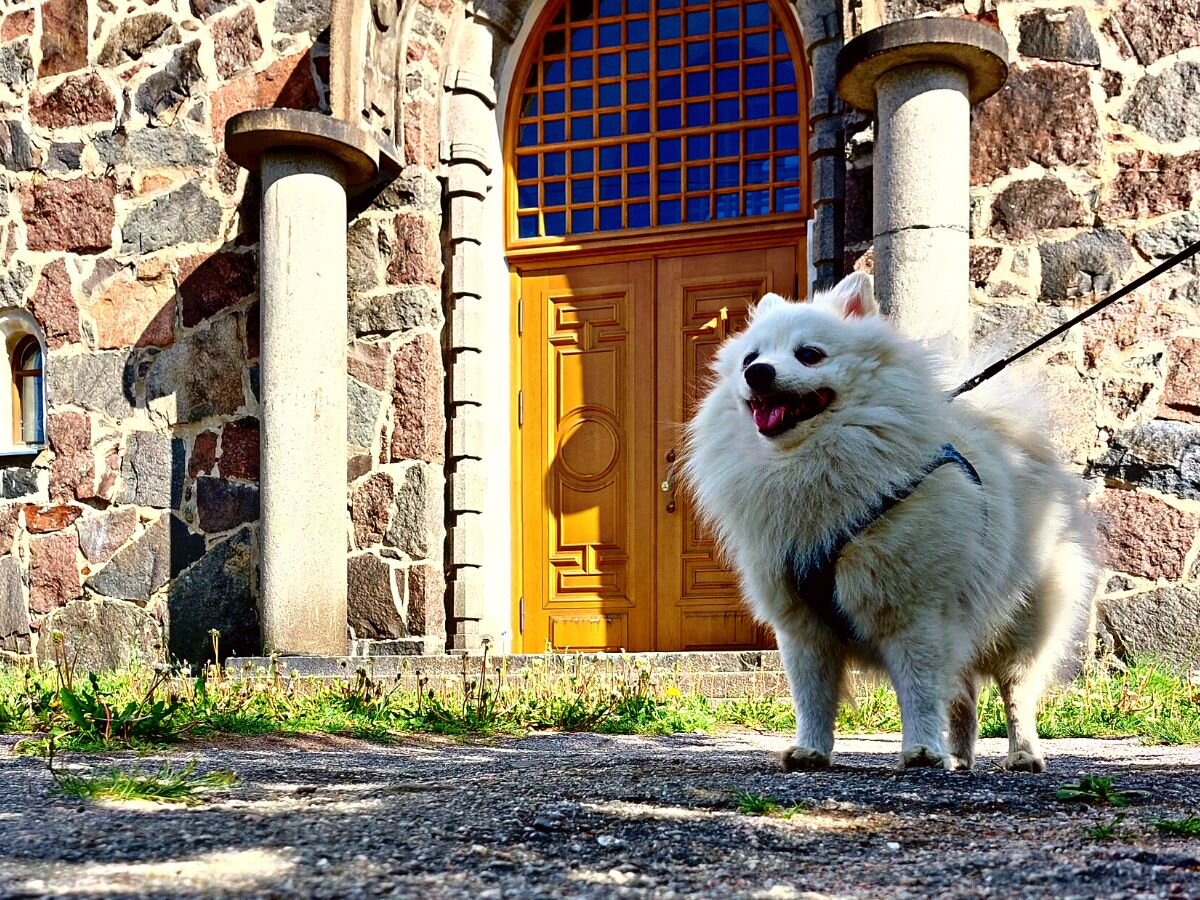 Бруно возле старой финской кирхи