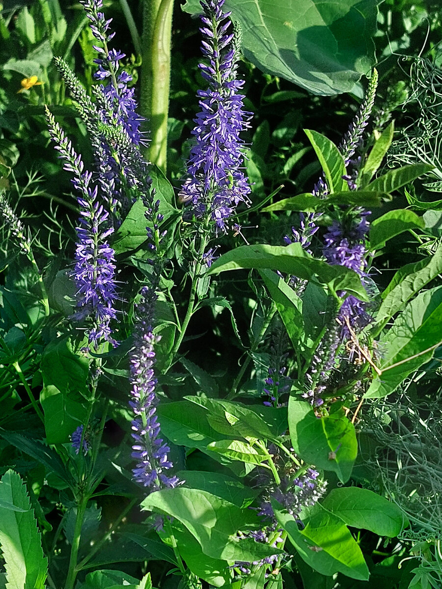 Вероника. Красиво, но слишком уж заморочек с ними много : свет, полив, прополка...