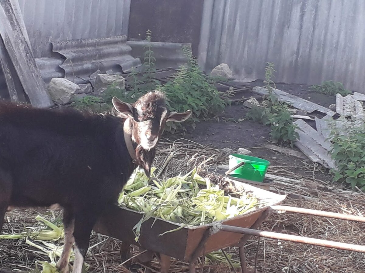 Здесь Шок ведет себя мирно, очаровательный и добрый козлик. Увы, так бывает не всегда