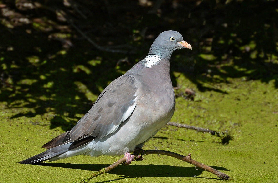 Лесной голубь (витютень, вяхирь): внешний вид и образ жизни диких птиц - все, что нужно знать