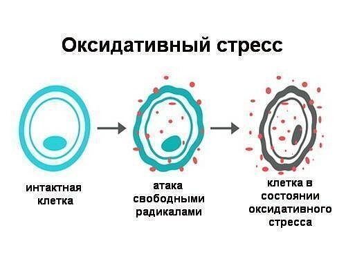 Окислительный стресс 