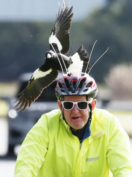 Вот так они и пикируют на людей. Видите, в велосипедный шлем вставлены такие "антенки", это сделано для защиты от птиц, и очки тоже защищают.